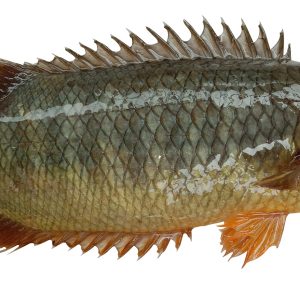 Fresh Koi Fish (Climbing Perch) - Family Hut