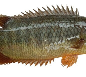 Fresh Koi Fish (Climbing Perch) – Family Hut