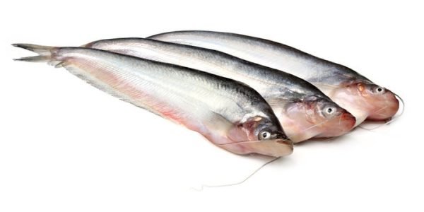 Fresh Pabda Fish (Butter Catfish) - 500g - Family Hut