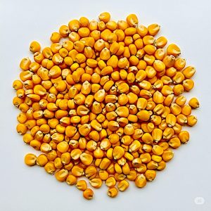 Kernel Corn-500g