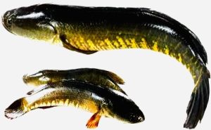 taki fish