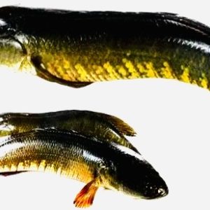 taki fish