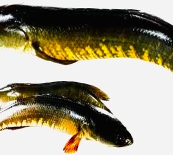 Fres Shol Fish Frozen 500g