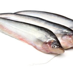 pabda fish