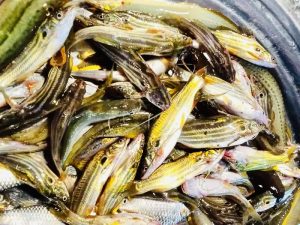 tengra fish