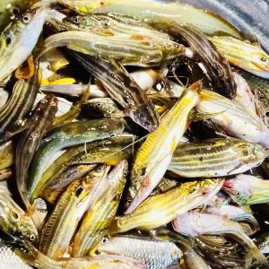 tengra fish