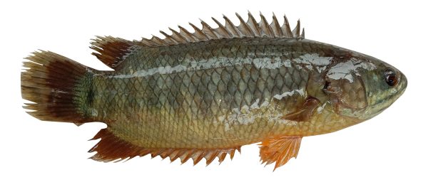 Koi fish