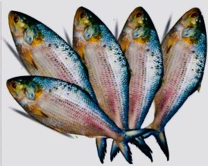 Hilsha Fish