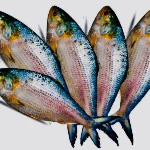 Hilsha Fish