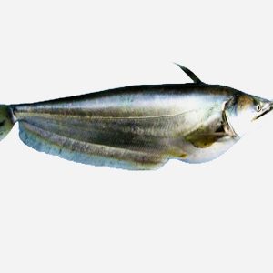 boal fish