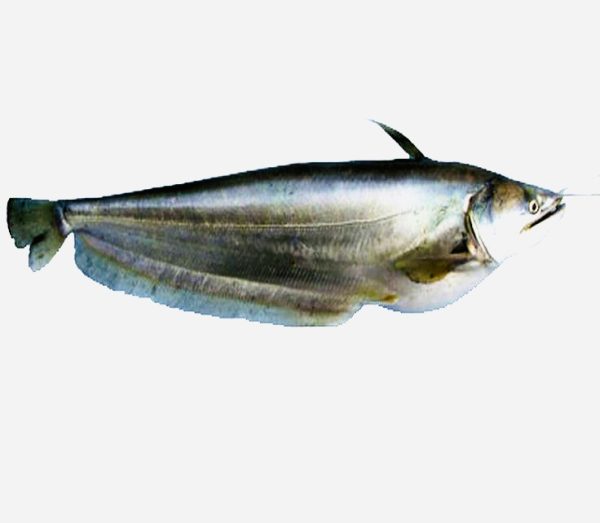 boal fish
