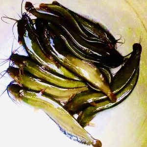 Magur Fish
