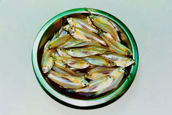 Mola fish