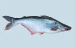 Buy Fresh Pangasius fish Online | 1kg| Family Hut