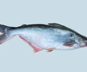 Buy Fresh Pangasius fish Online | 1kg| Family Hut