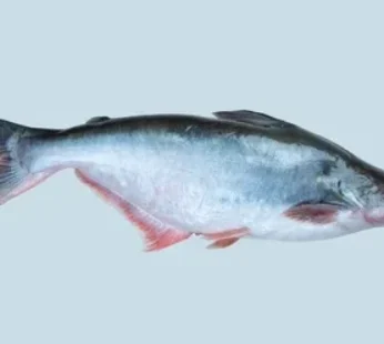 Buy Fresh Pangasius-Pangash Fish Online | – Cut  [1kg] – Family Hut