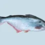 Buy Fresh Pangasius fish Online | 1kg| Family Hut